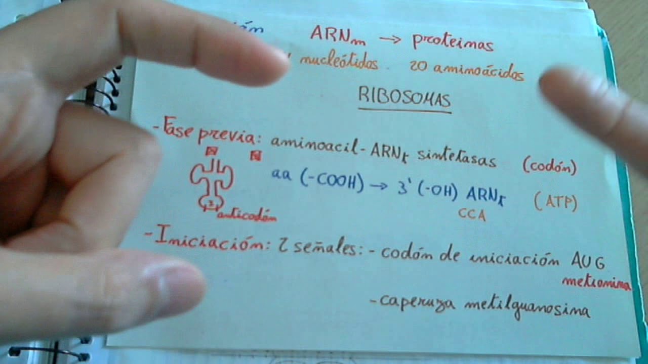 Traducción o biosíntesis de proteinas