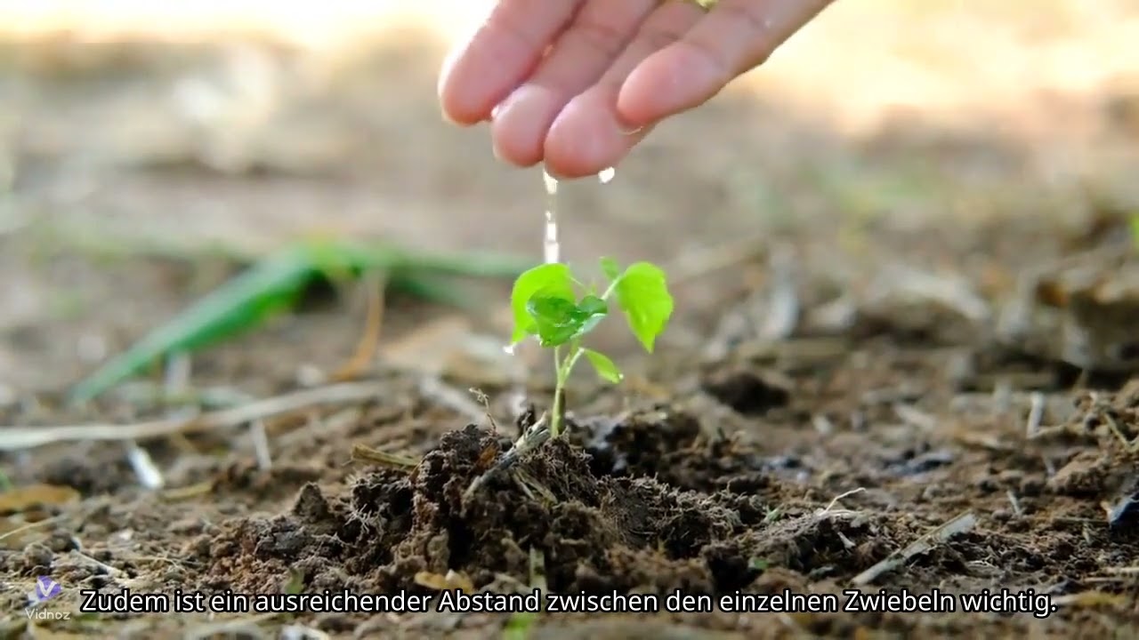 Steckzwiebeln richtig pflanzen