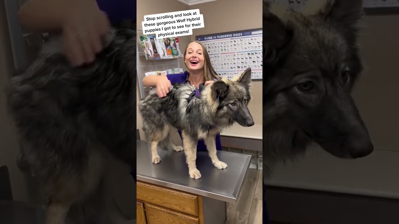 Gorgeous Wolf-Hybrid puppies! 🐺+🐶 #wolfhybrid #wolfhybridpuppy #veterinarian #drlindsaybutzer