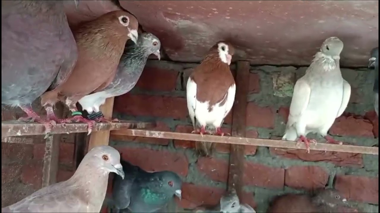 Kabutar for sale Amroha 9870713058