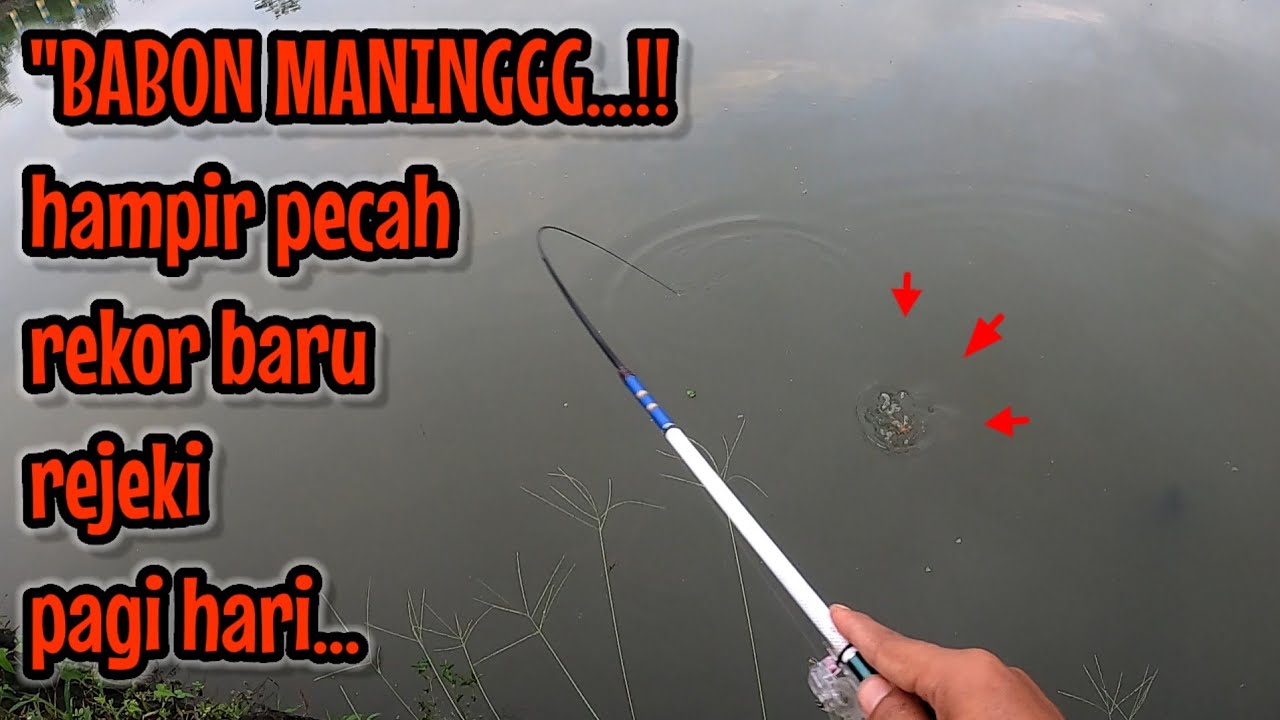 NEKAT BERANGKAT SUBUH ‼️ HASILNYA LUAR BIASA FULL BABON BABON || mancing ikan red devil NAHOL MANIA