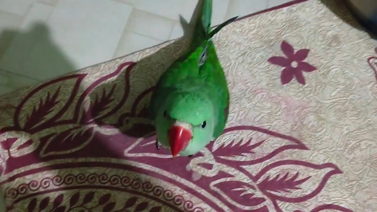 Rambo ki saitani had se jada badh gyi hai 