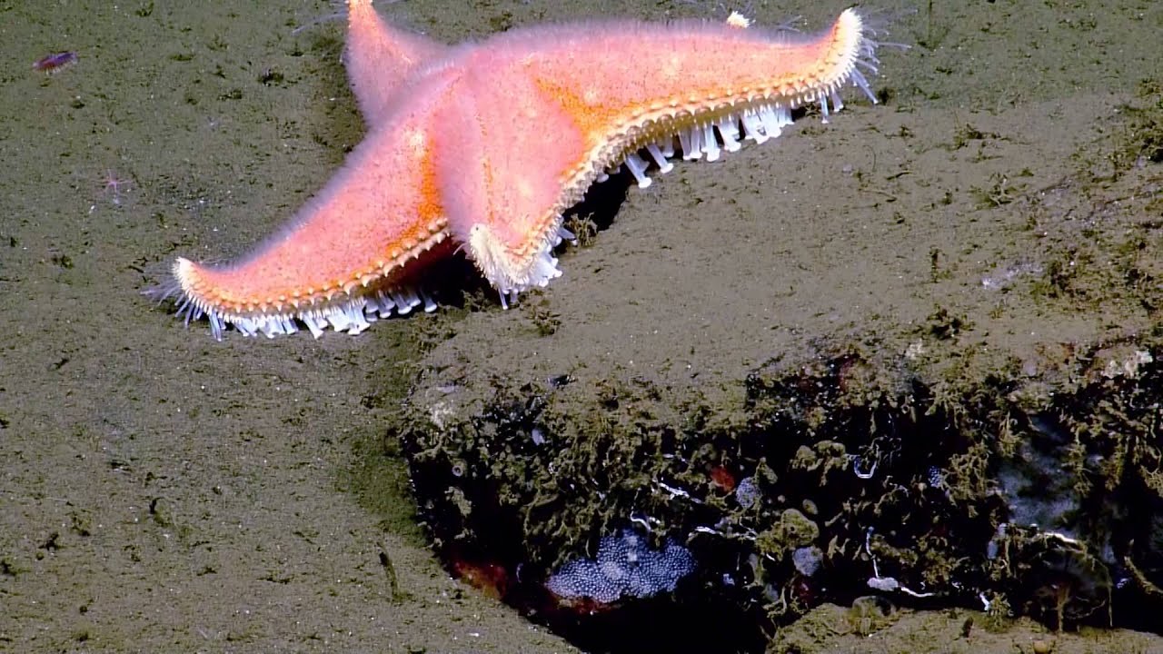 Diverse Organisms off the California Coast | Nautilus Live
