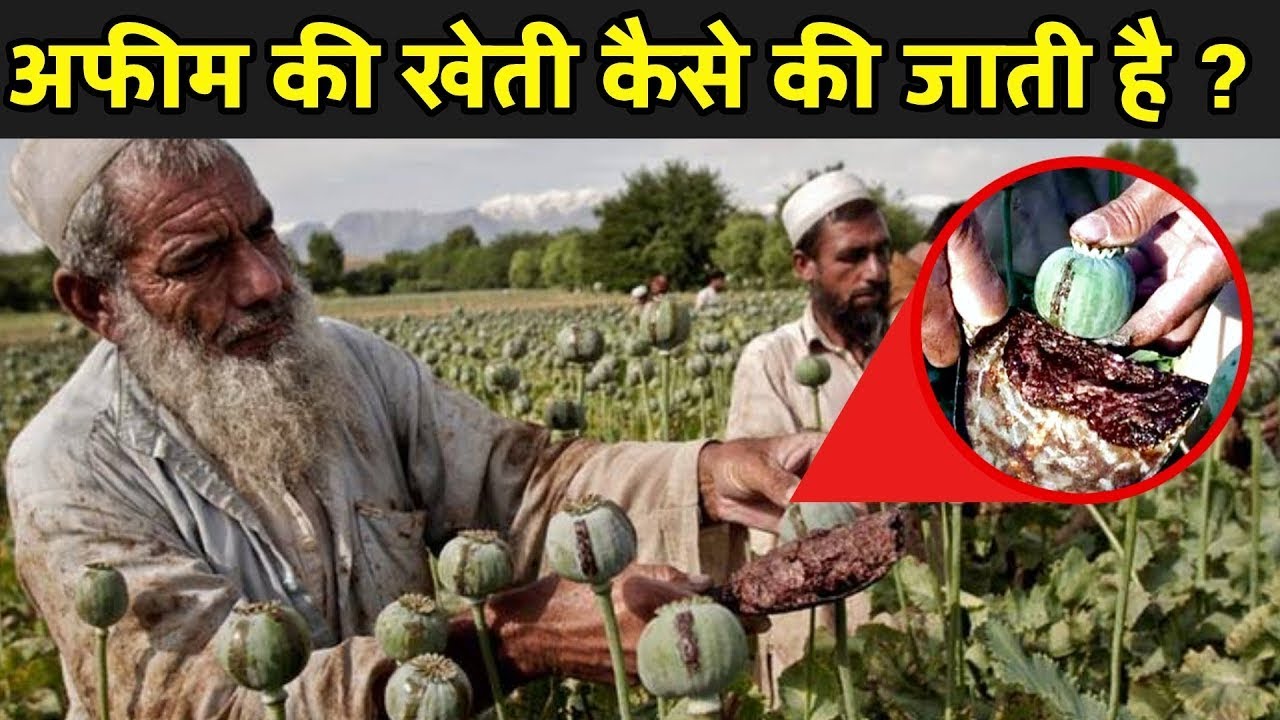 अफीम की खेती से किसान ऐसे बनते हैं लखपति | Afeem farming In India | Opium Farming