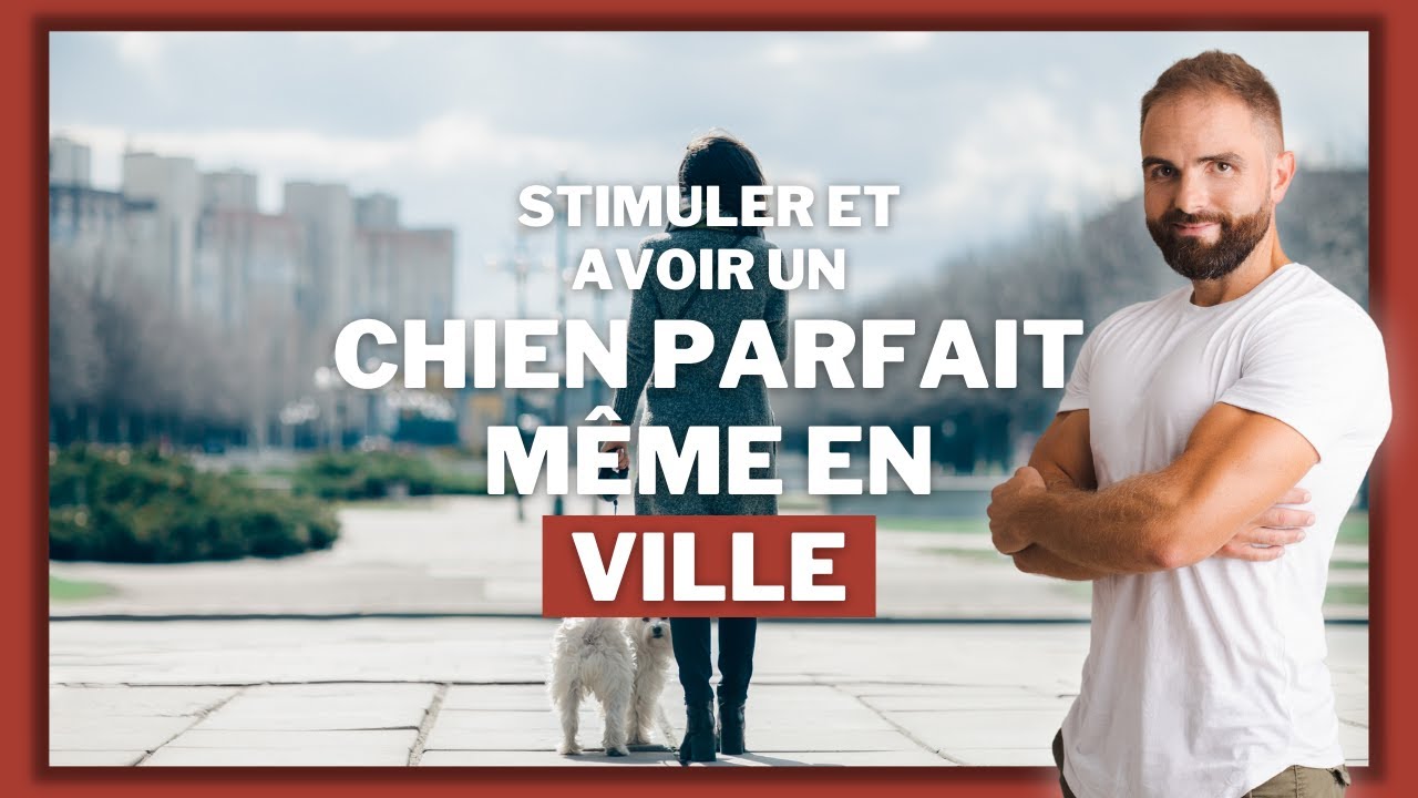 Comment dresser un chien pour qu'il ai un comportement parfait en ville ?
