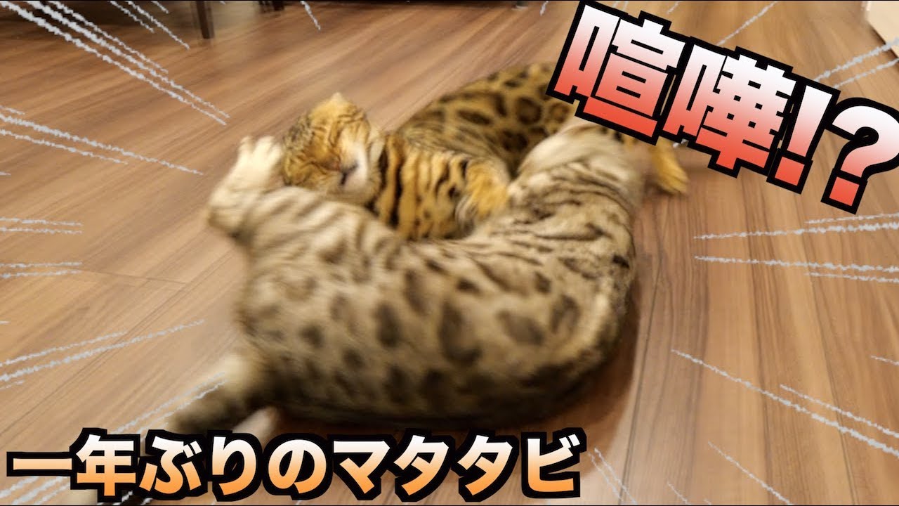 一年ぶりにルトとロゼにマタタビをあげたら。。。