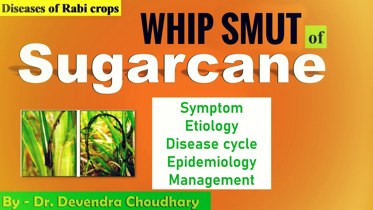 #diseases of #sugarcane | Whip smut