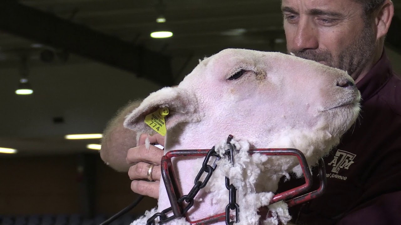 Shawn Ramsey - Managing 4H Sheep & Goat Projects - Shearing the head of the Southdown lamb.