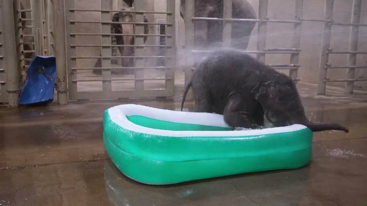 Asian Elephant Calves vs Inflatable Pool 🐘💦