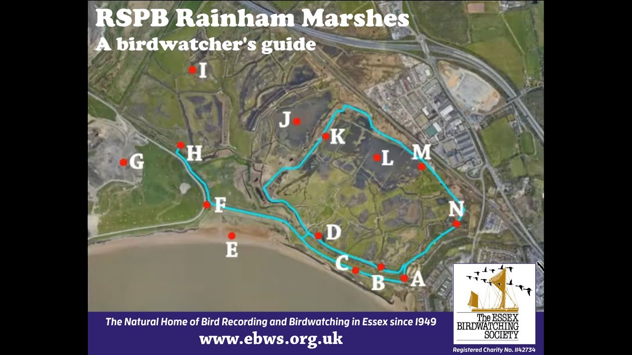 A birdwatcher's guide to RSPB Rainham Marshes