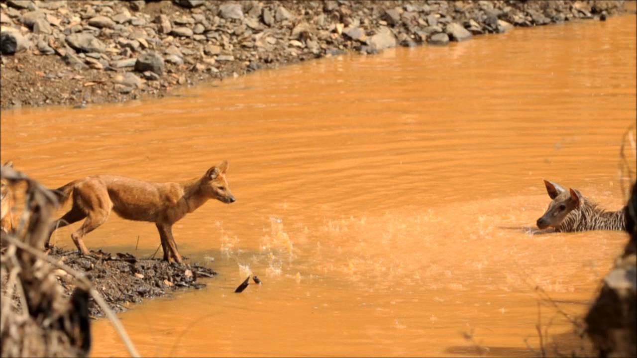 Sambar Deer attacked by Dhole