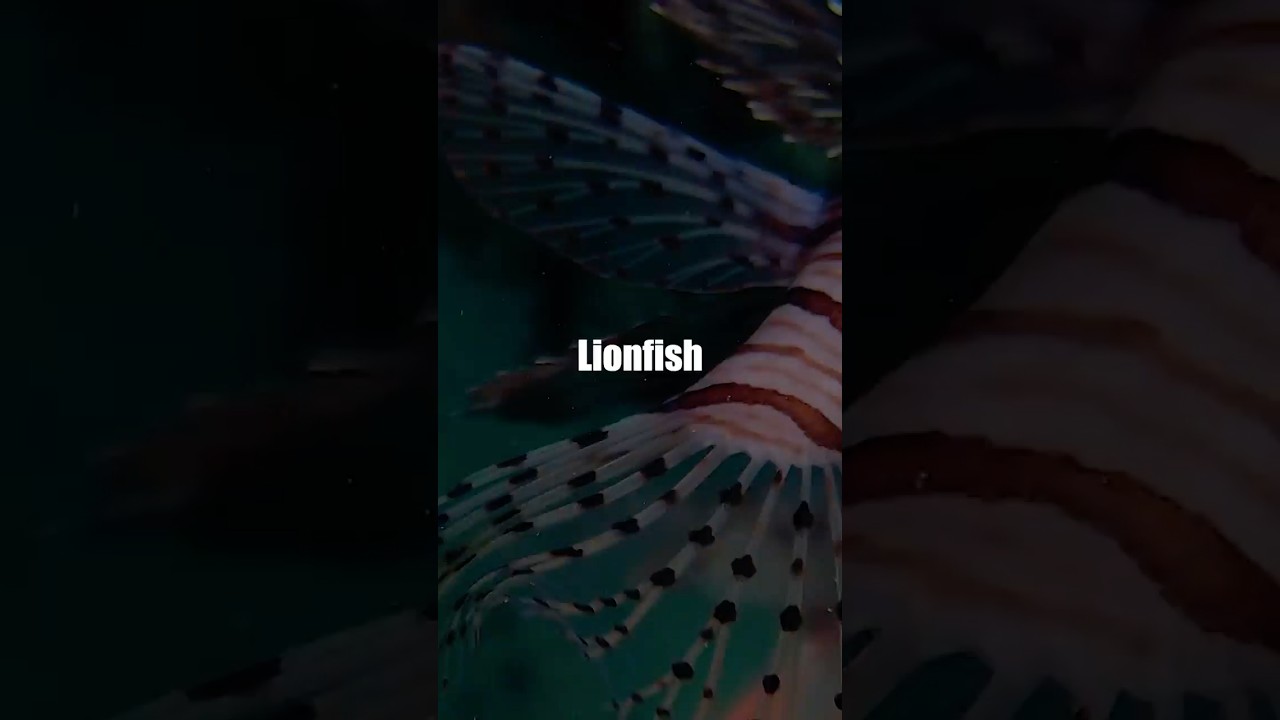 Lionfish 
