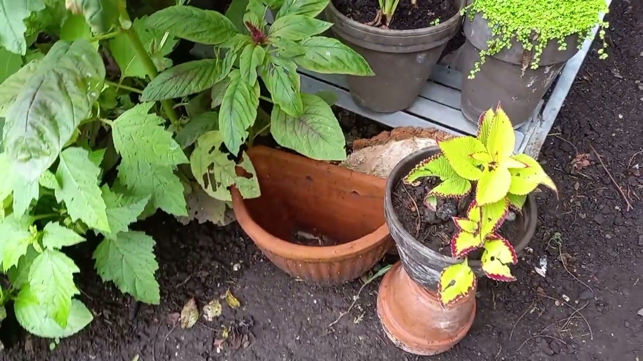 Rare Plants 2024 ! New Plants & Garden Tour ! Coleus ! Philodendron ! Trees ! Flowers and more !