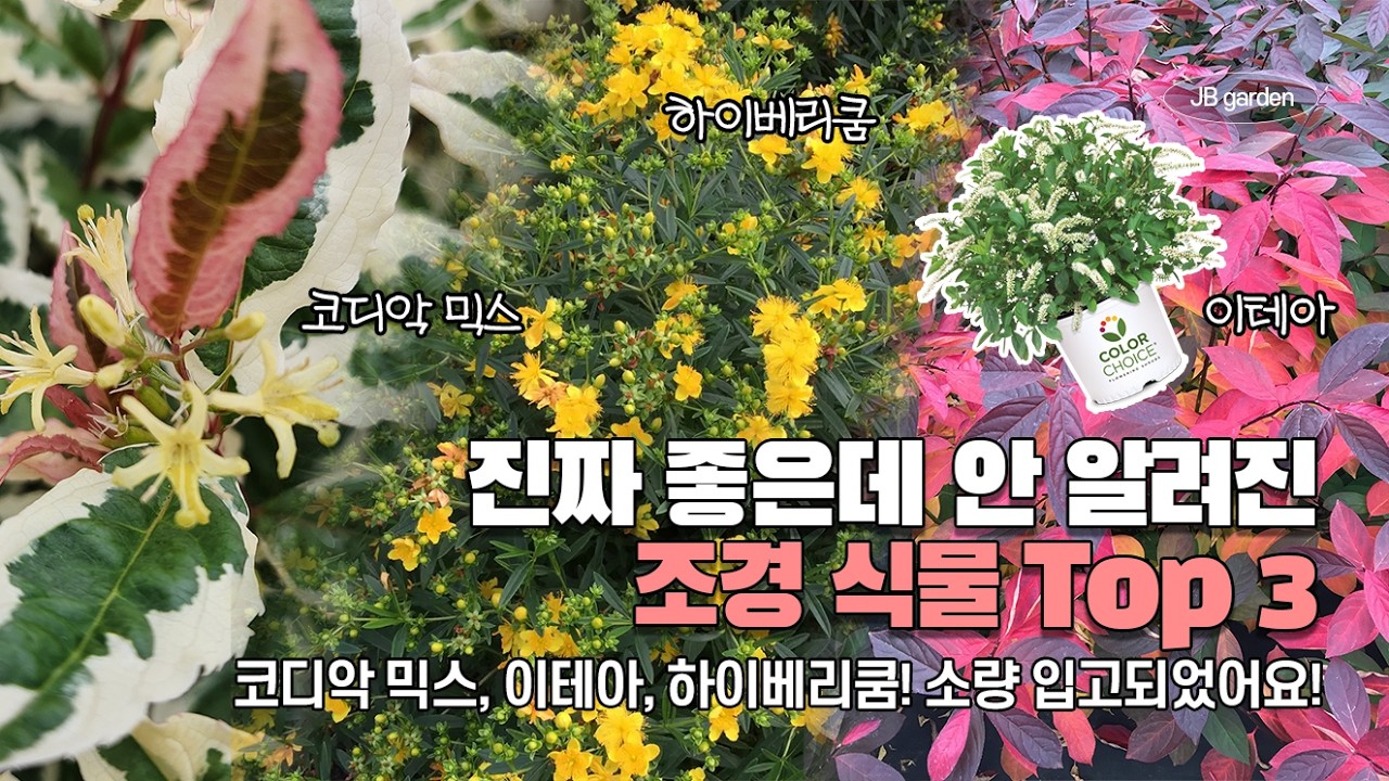입고 완료 | 각각의 색이 확실한 식물 세 가지! 조경에 진짜 좋은데 설명할 길이 없네 😯 코디악 믹스, 하이베리쿰, 이테아 알아보기!