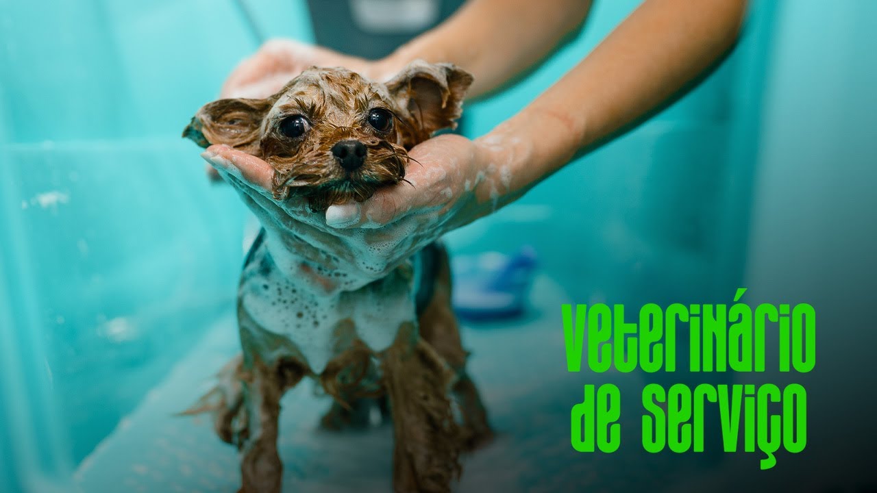 Quando devo dar banho ao meu cão?