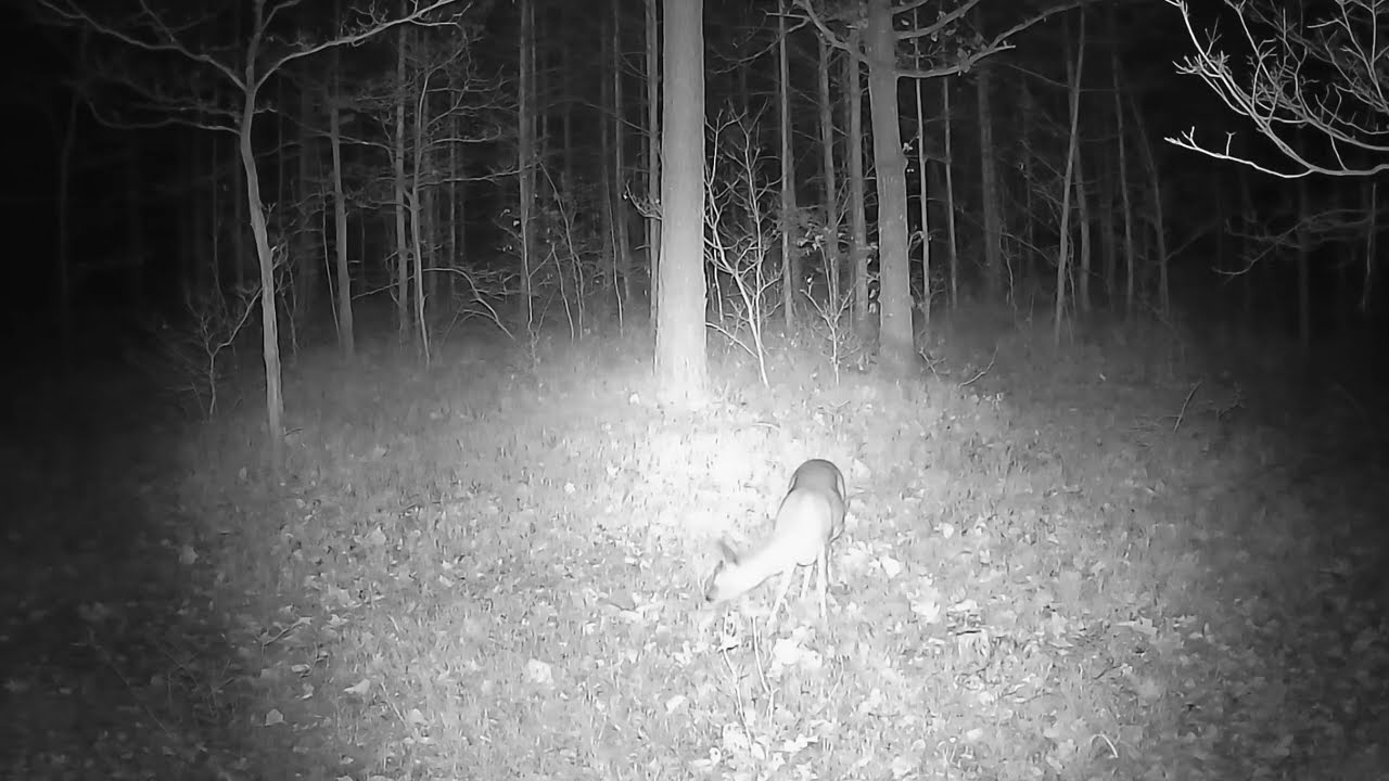 Forest Animals #11