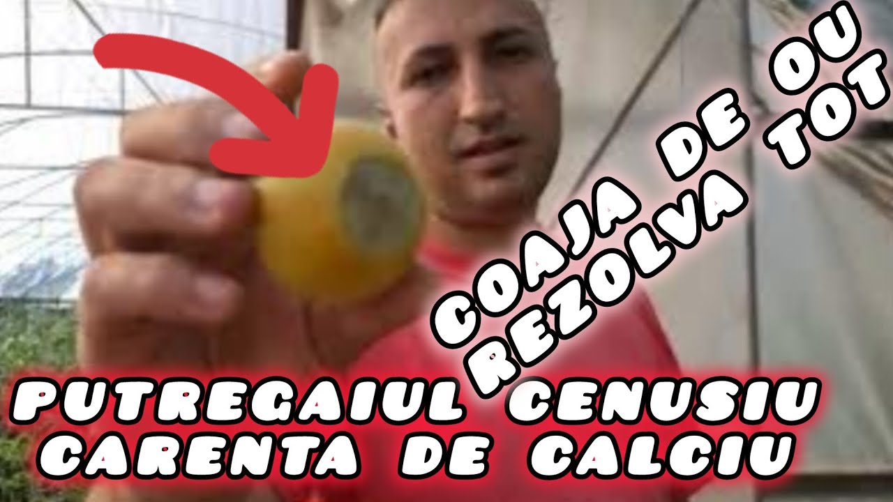 Folosește cojile de oua în reteta de fertilizare pentru Tomate și Legume  sau Flori