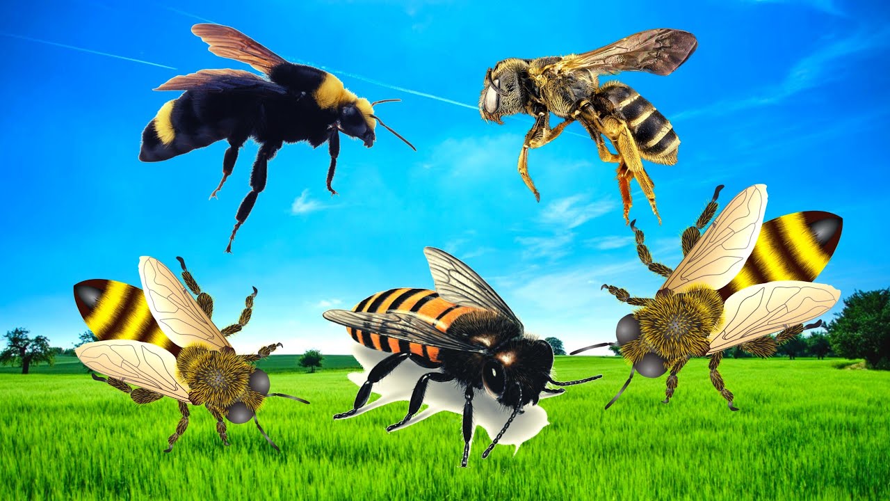 Abelhas: abelha zumbindo, abelha em flor, abelha na colmeia, som de abelha🐝🐝🐝
