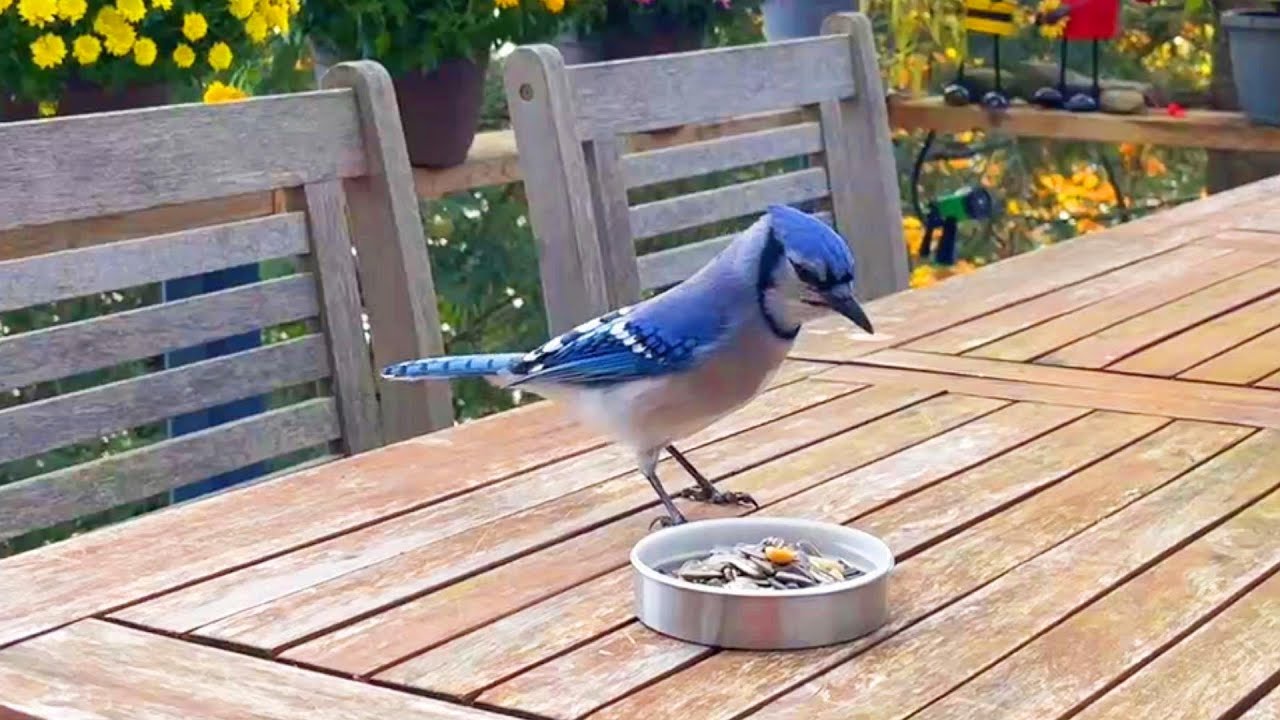 나한테 말 걸기 시작한 새 친구 블루제이 My Blue Jay Friend Starts To Talk To Me