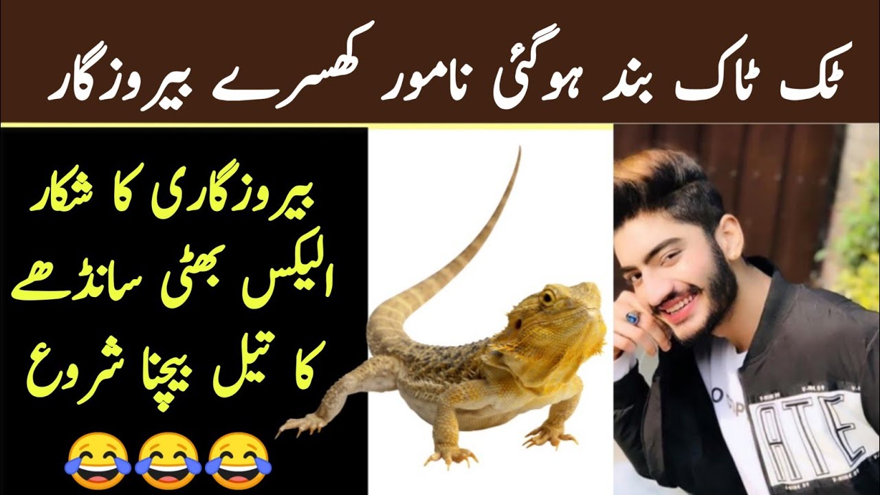 Tiktok ban funny murbush news