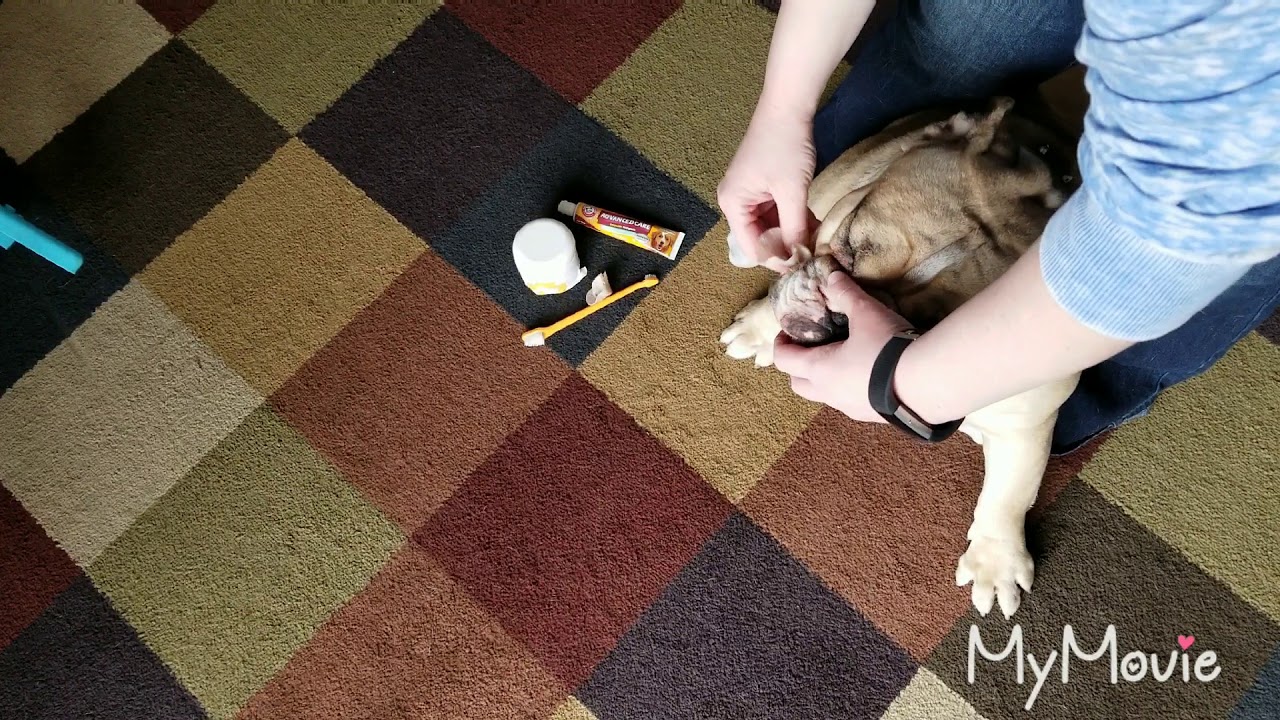 How to brush my English Bulldog's Teeth & Clean his face