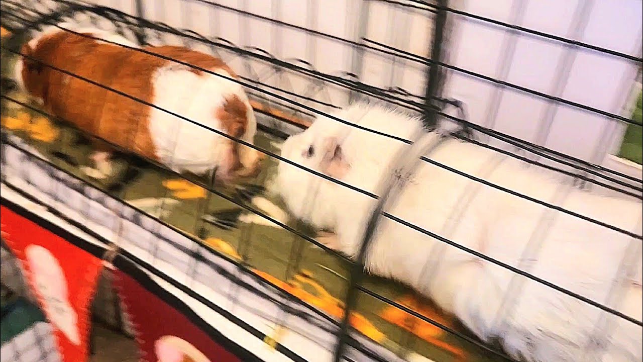Guinea Pigs Tunnel Race
