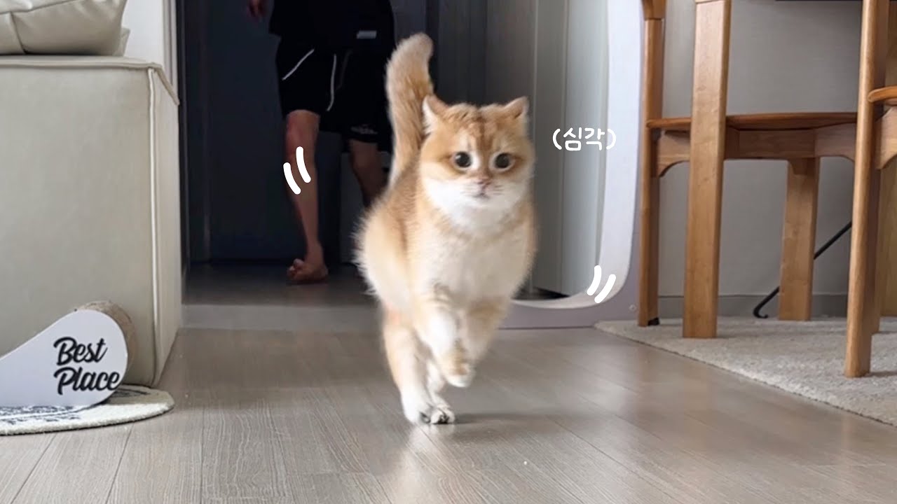 내 캔따개가(집사) 기절했다고???.. 🏡우당탕탕 소빵이네 일상