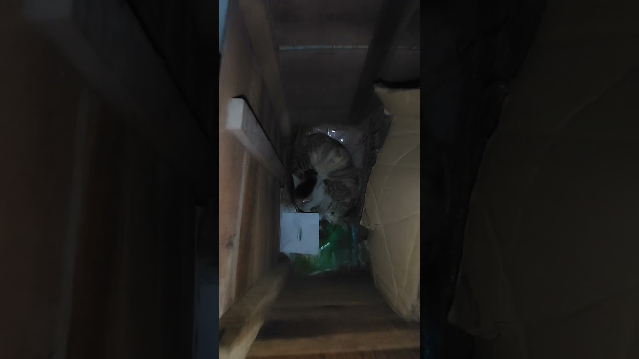 রোজার দিনে আর মেহমান ভালো লাগে না।