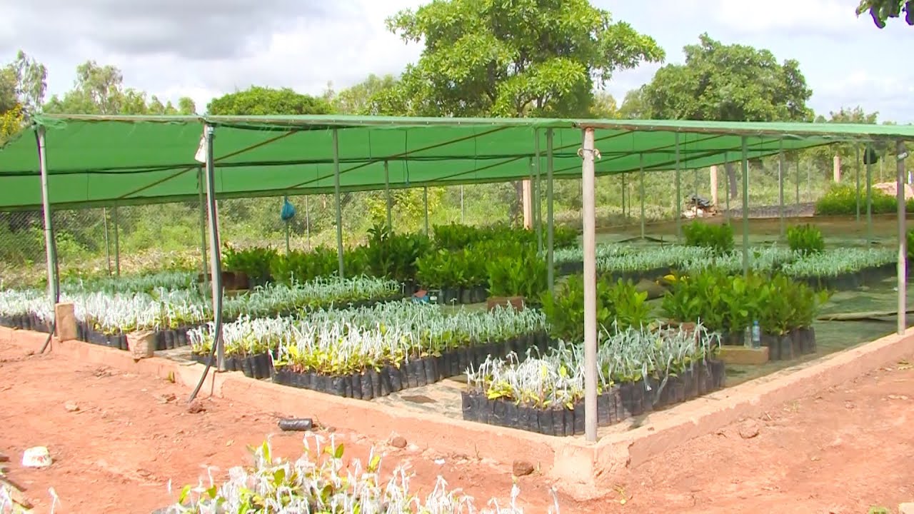 Offensive agro-sylvo pastorale : 40 000 plants pour booster la production fruiti&egrave;re