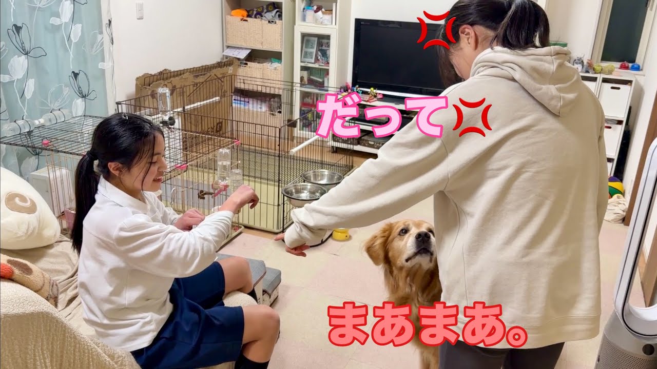 喧嘩する2人の間に入って、仲裁役を買って出る大型犬クッキー【ゴールデンレトリバーとミニチュアダックスフンド】