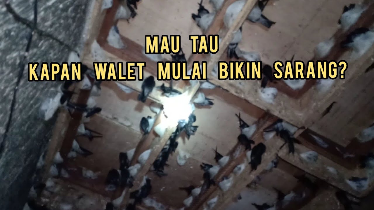 MAU TAU KAPAN WALET MULAI BIKIN SARANG?