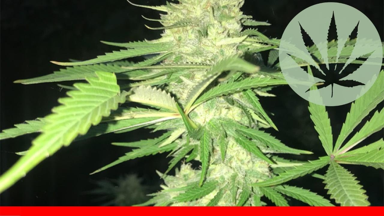Gg5 - All About This Strain