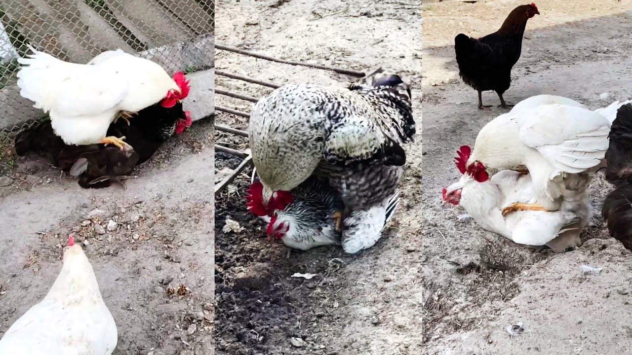 Powerful roosters. Lots of energy