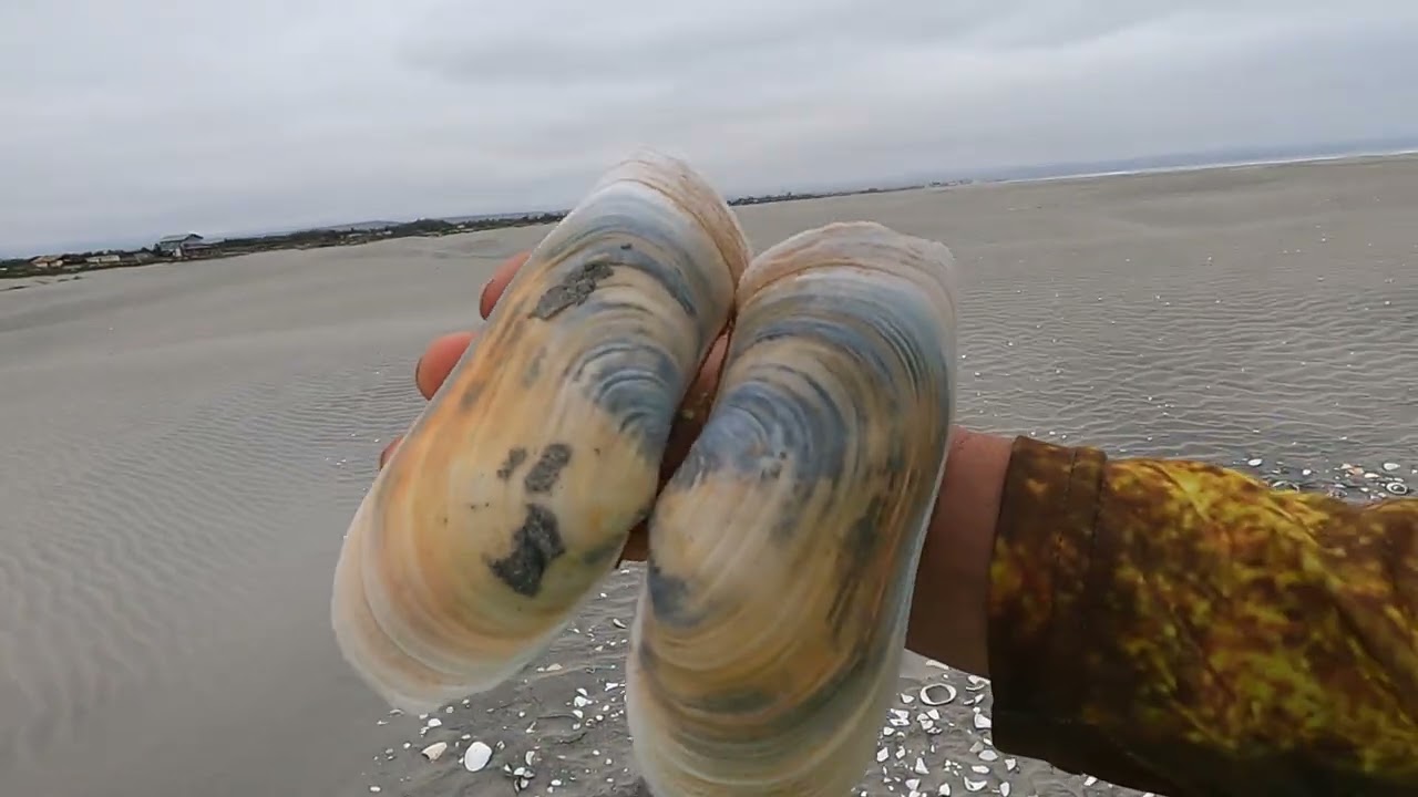 SAN QUINTIN, FUI A JUNTAR CONCHAS A LA PLAYA CIELITO LINDO, BAJA CALIFORNIA, MEXICO#sanquintin