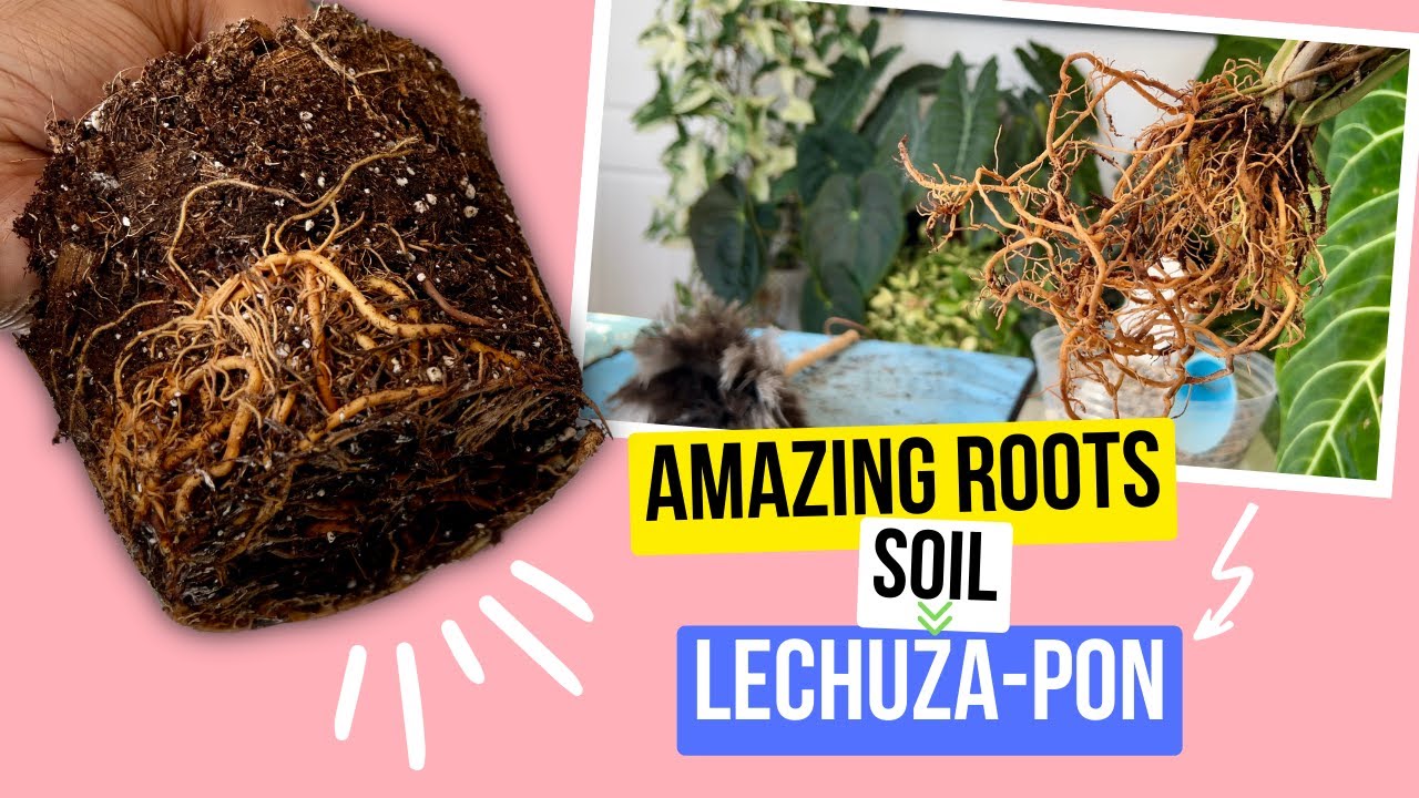 Syngonium Godzilla Repot | From Soil to Lechuza-Pon