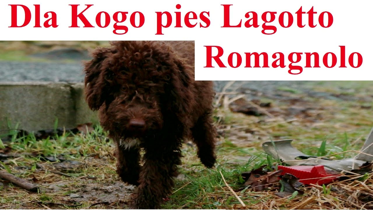 Dla Kogo pies Lagotto Romagnolo - pies na trufle