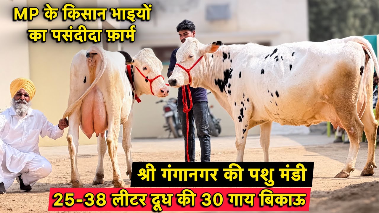 25 से 38 लीटर तक दूध की 30 गाय बिकाऊ👌MP के किसान भाइयों का मनपसंद फ़ार्म👍High Milking  Cows for Sale