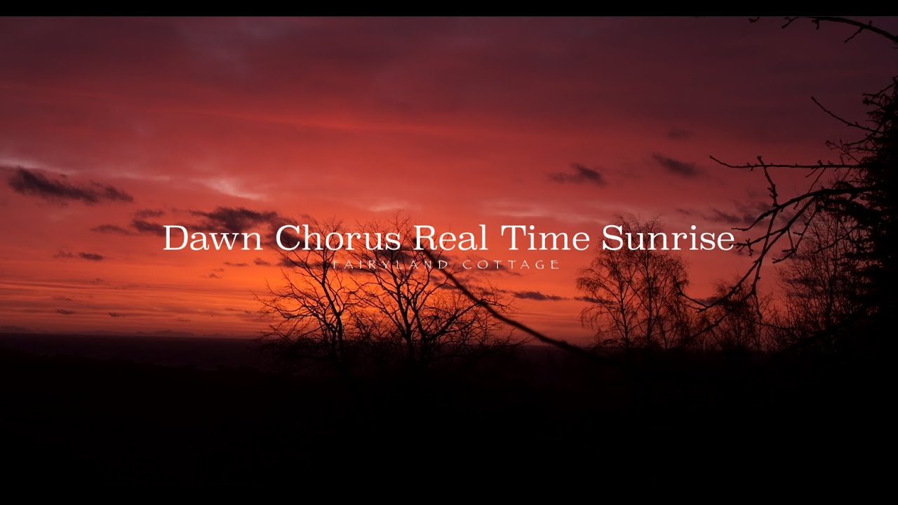Dawn Chorus Real Time Sunrise - Relaxing Sounds