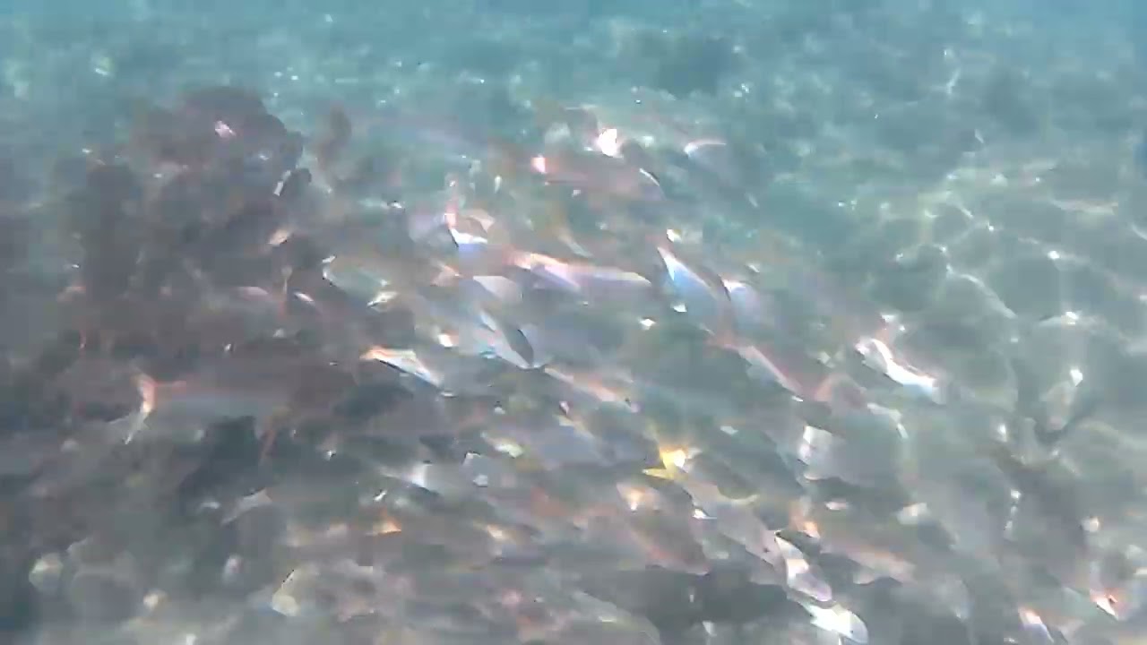 Snorkeling today