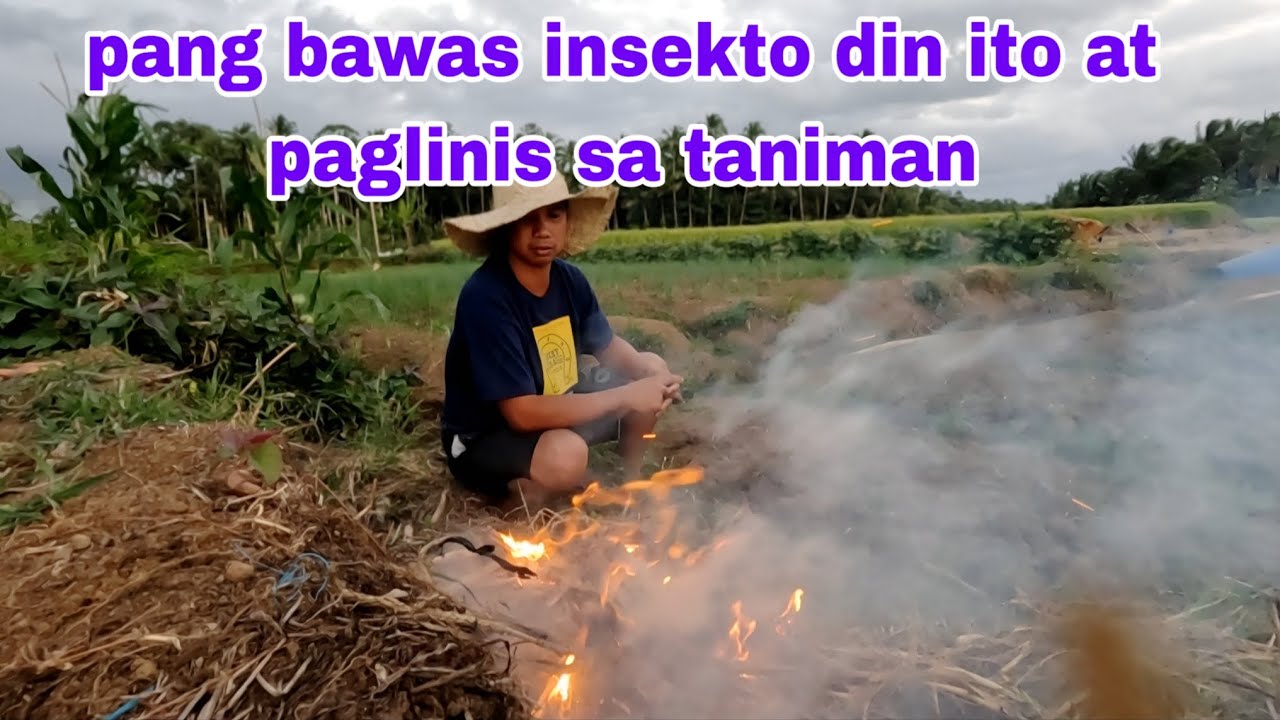 Pang taboy insekto din ito