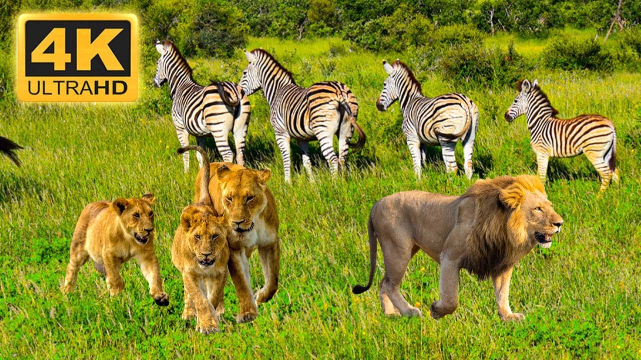 4K Африканский документальный фильм о дикой природе - Национальный парк Mana Pools, Зимбабве, Африка