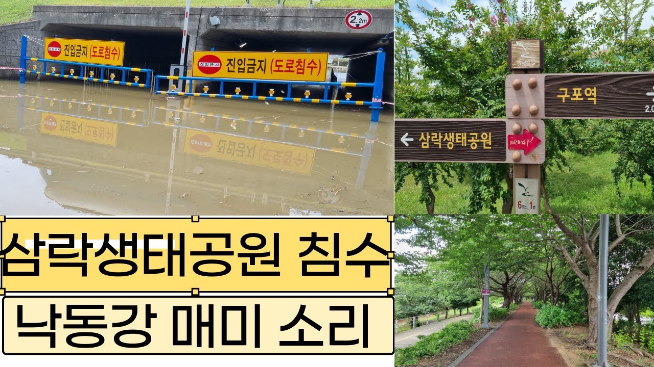 삼락생태공원침수, 부산구포 낙동강 뚝길 매미소리 어릴적 고향생각이 저절로 납니다. . .