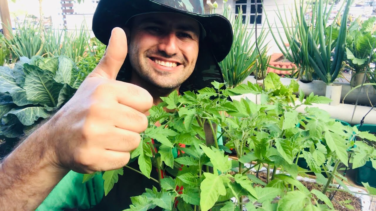 TUTORAMENTO DO TOMATE