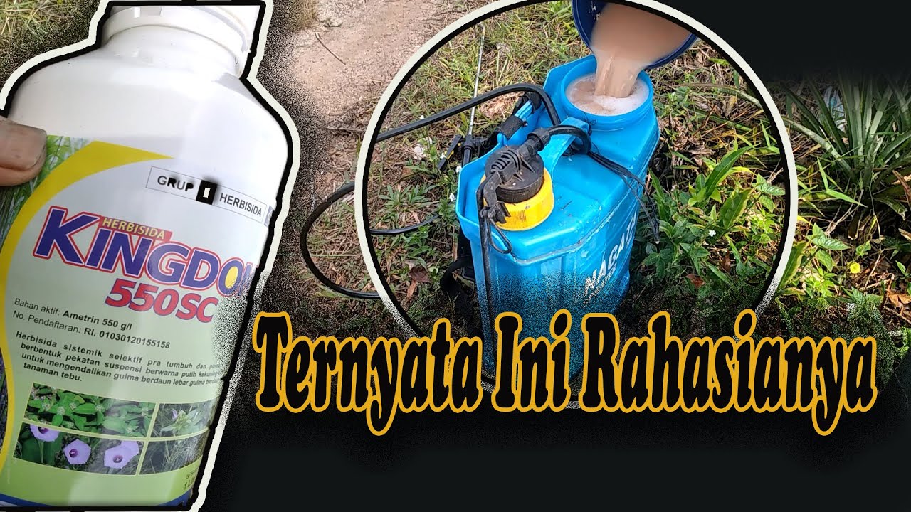 RACUN RUMPUT ANDALAN PETANI, WAKTUNYA KITA MENYEMPROT RUMPUT NANAS