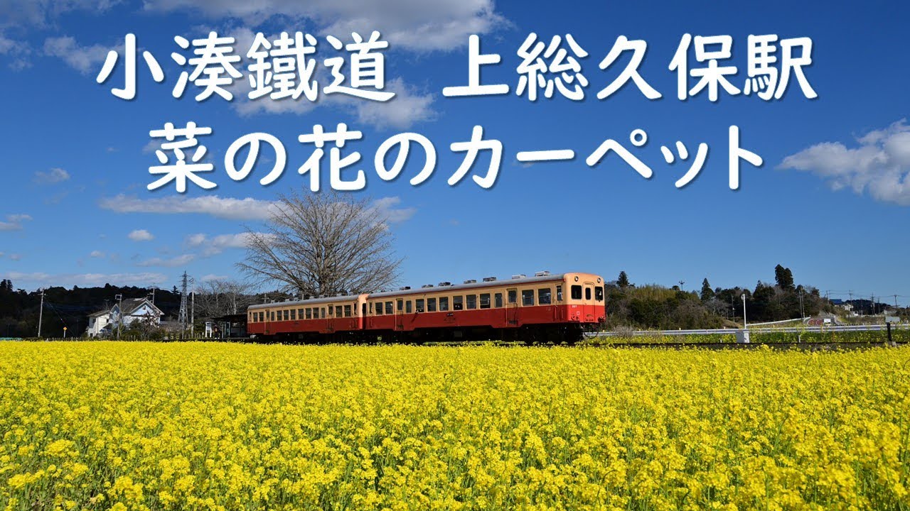 小湊鐵道　上総久保駅　菜の花の絨毯