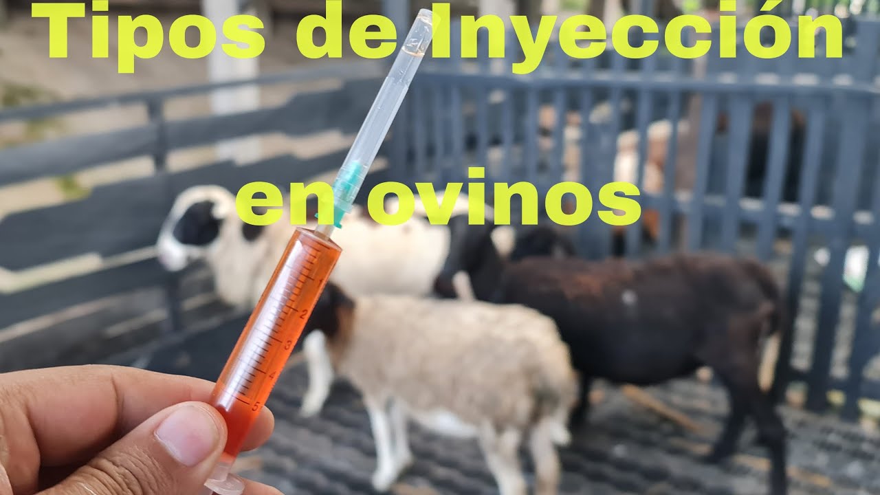 Inyección en ovinos