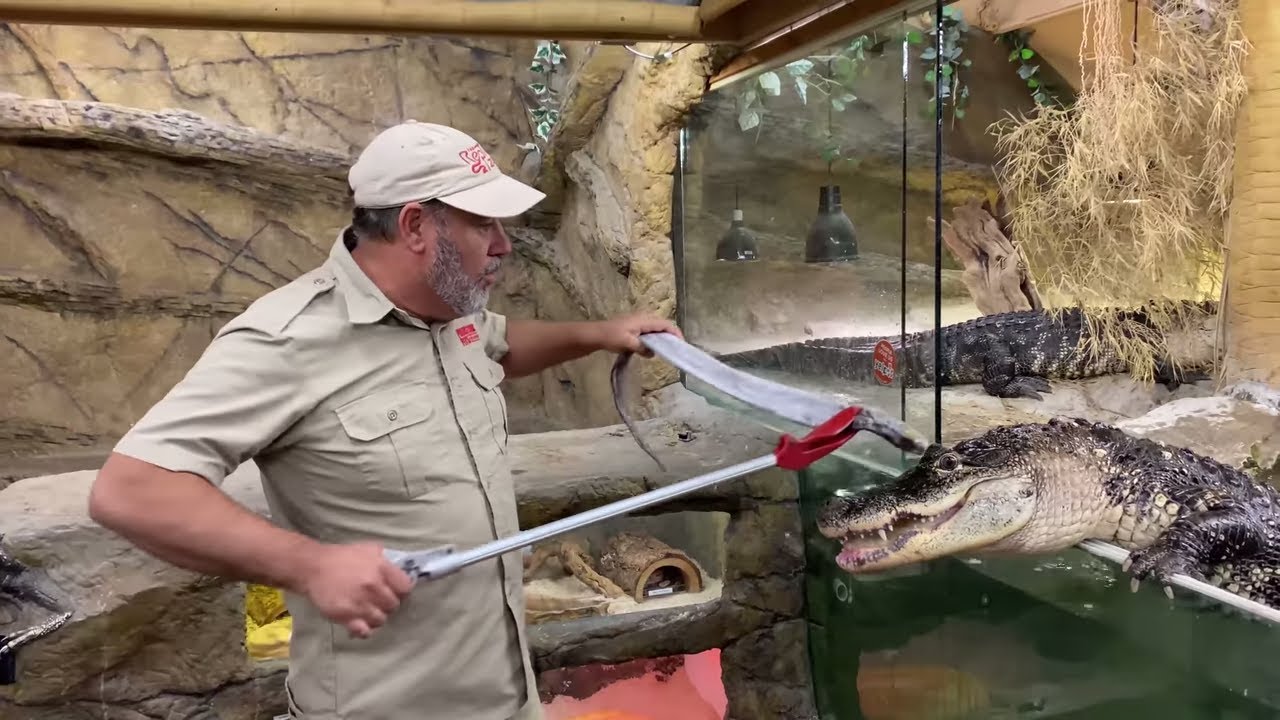 Feeding Alligators CAZY FOODS