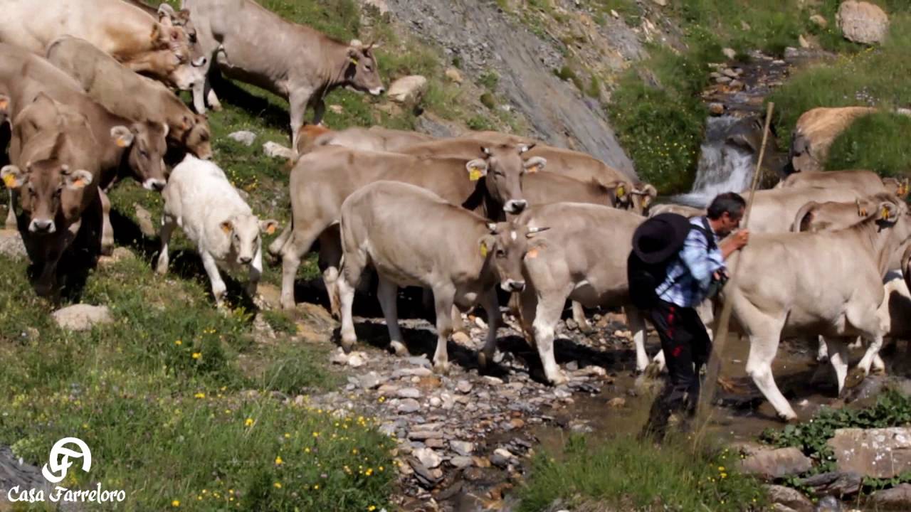 Casa Farreloro - Ganadería del pirineo