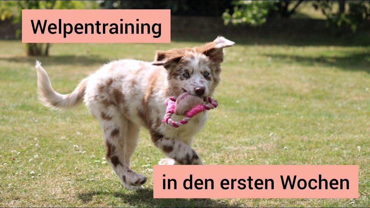 Welpentraining in den ersten Wochen | Was man beim Training mit einem Welpen beachten sollte