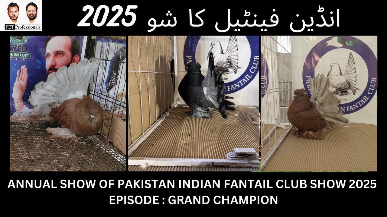Fantail show 2025 Grand champion class final episode | by Pet Professionals